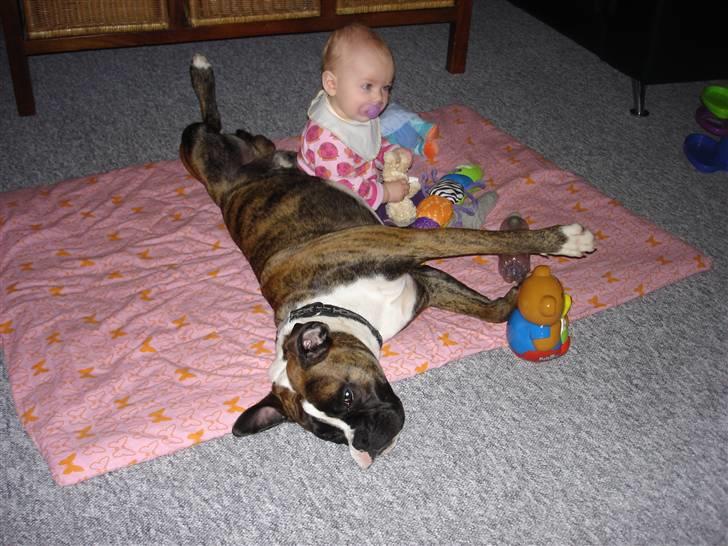 Boxer Primo billede 6