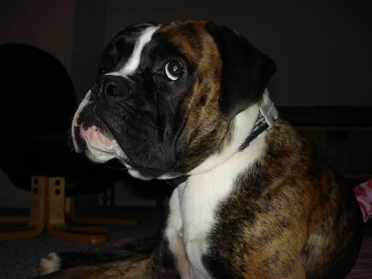 Boxer Primo billede 7