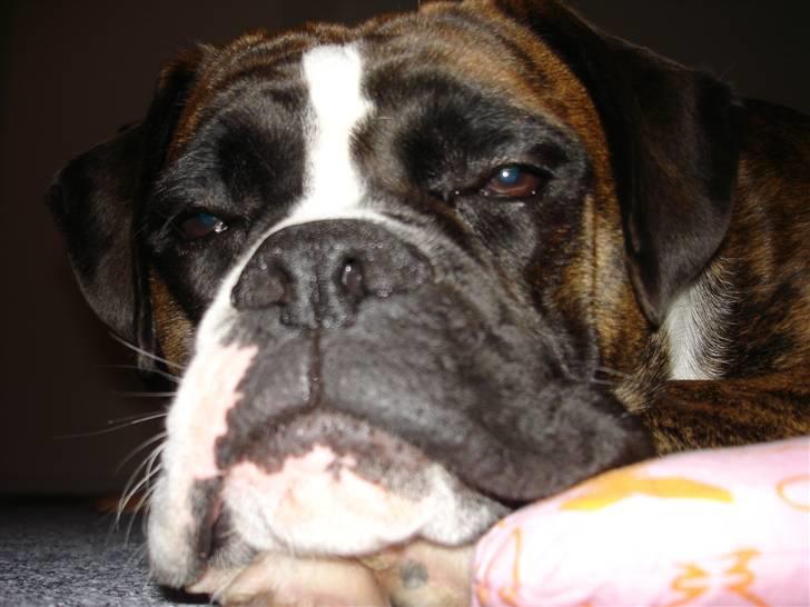 Boxer Primo billede 8