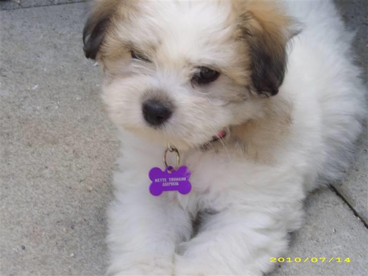 Coton de tulear Godts Coton Ziga - Prinsessen ziga billede 6