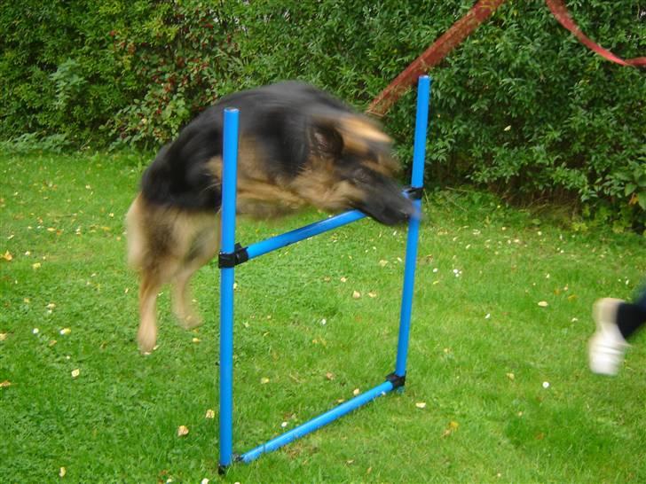 Schæferhund Zenta *MY SOULMATE*<33 - Zenta springer 75 cm :D Stolte mig! <3  billede 5