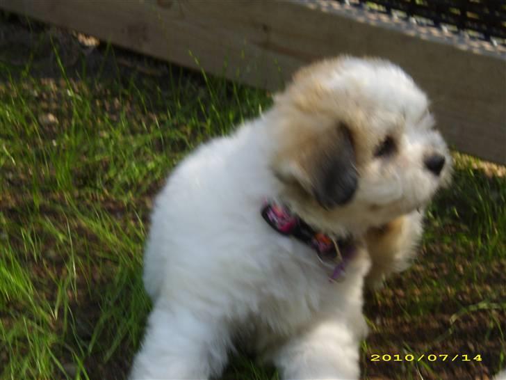 Coton de tulear Godts Coton Ziga - uhh det halsbånd klør. Der er meget man skal lære når man er lille, bl.a. at havde halsbånd på... billede 4