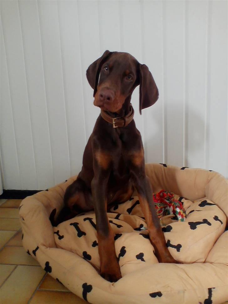 Dobermann Royal Danish A. Aligance - Holley, 15 uger billede 1