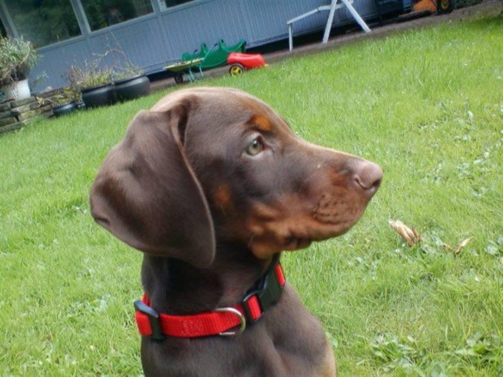 Dobermann Royal Danish A. Aligance - Holley, 8 uger. Første dag i haven. billede 2