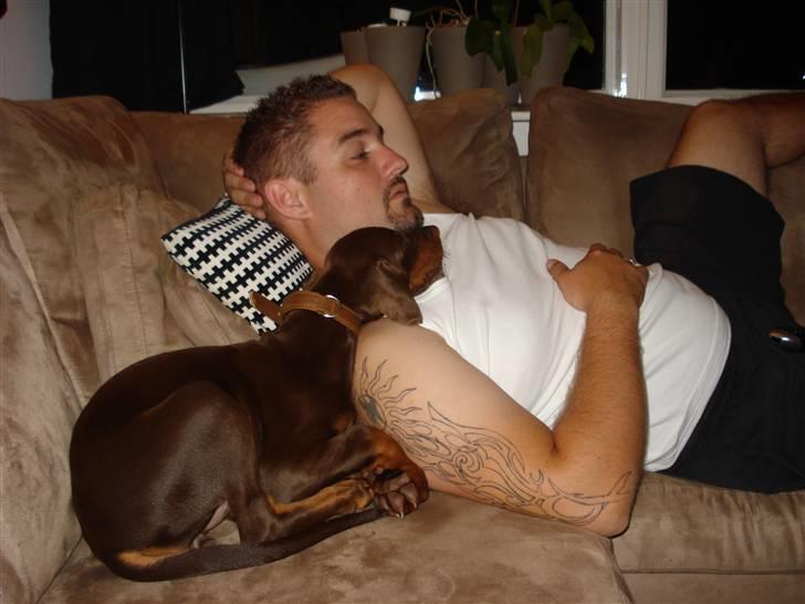 Dobermann Royal Danish A. Aligance - Holley hygger med sin farmand... billede 3