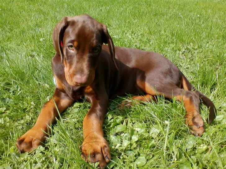 Dobermann Royal Danish A. Aligance - Lille bitte Holley på 8 uger... billede 4