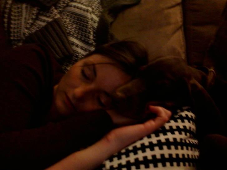 Dobermann Royal Danish A. Aligance - Holley og mor sover......<3 billede 5