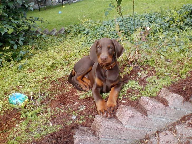 Dobermann Royal Danish A. Aligance - Holley i haven, 10 uger gammel... billede 6