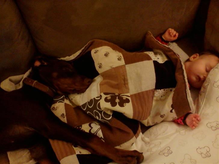 Dobermann Royal Danish A. Aligance - Holley og lillesøster putter sammen! <3 billede 7