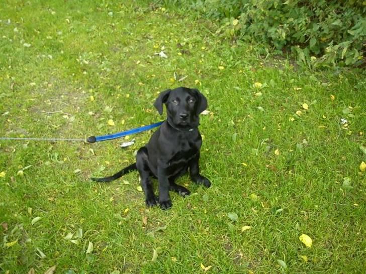 Labrador retriever Gismo - Samme dag som vi hentede ham - 19/9-2010 billede 1