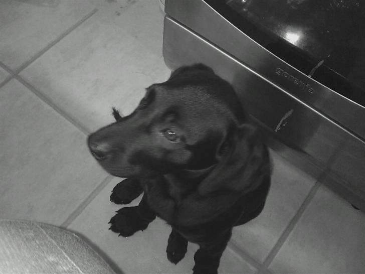 Labrador retriever Gismo - Her er jeg i køkkenet og venter pænt på at få mad :) billede 2