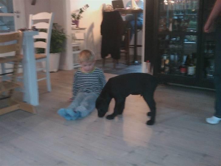 Labrador retriever Gismo - Her leger jeg med onkel Marcus :D billede 3
