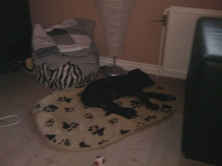 Labrador retriever Gismo - Puha det er hårdt. Godt jeg bare kan lægge mig på mit tæppe og sove :D Zzz billede 4