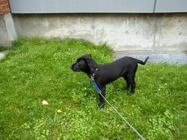 Labrador retriever Gismo - Ude og afmærke mit teritorie :P billede 5