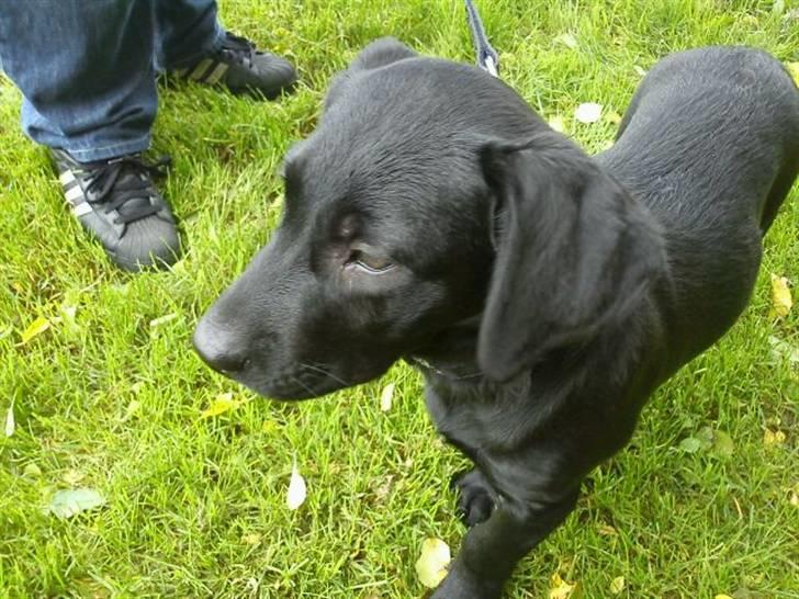 Labrador retriever Gismo billede 6