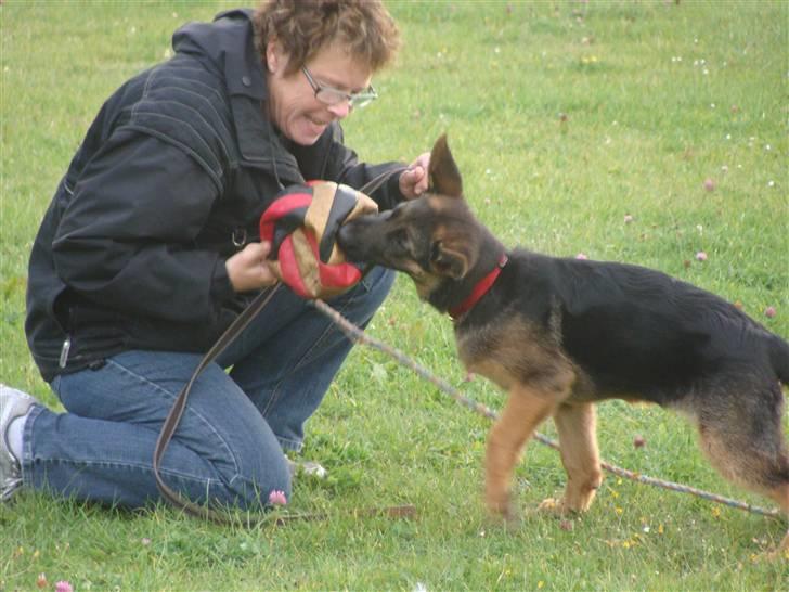 Schæferhund Team Dika's Sandra billede 14