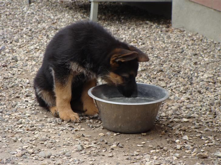 Schæferhund Team Dika's Sandra billede 15
