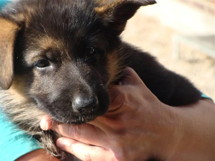 Schæferhund Team Dika's Sandra billede 16