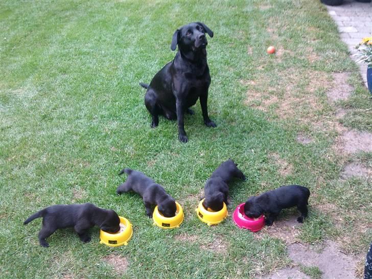 Labrador retriever (Formel 1) Berta - Bella, Berta, Stella, Luna og Frida billede 3