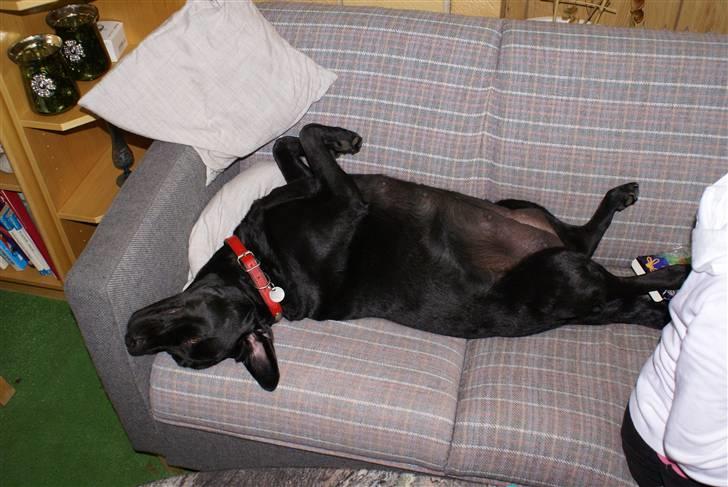 Labrador retriever (Formel 1) Berta - Berta, Stella, Luna og Frida, dog stadig inden i Bellas mave billede 4