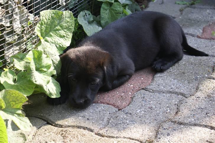 Labrador retriever (Formel 1) Berta - Berta  billede 5