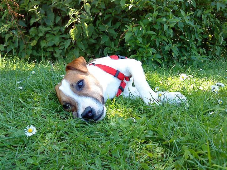Jack russell terrier Karlsbjerggårdens Spaky - Sommeren 2009 billede 1