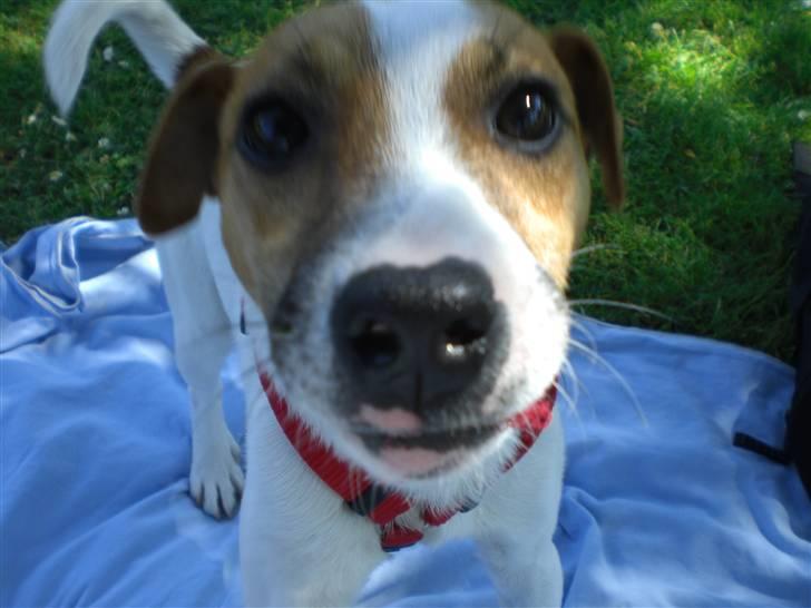 Jack russell terrier Karlsbjerggårdens Spaky - Giv mig et møs billede 2
