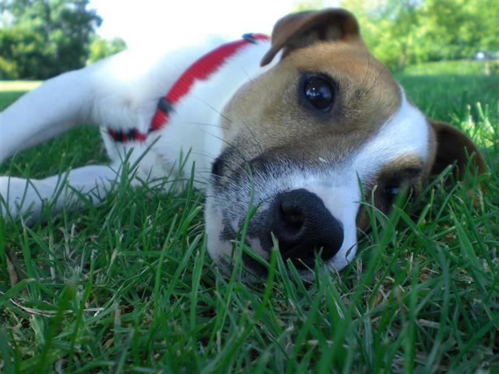 Jack russell terrier Karlsbjerggårdens Spaky - Sommeren 2009 billede 3