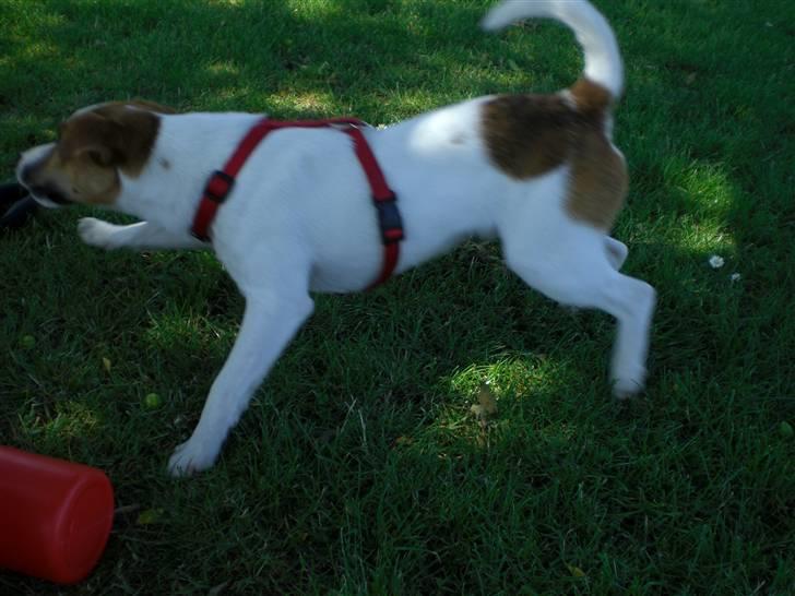 Jack russell terrier Karlsbjerggårdens Spaky - Leg med storebror billede 4