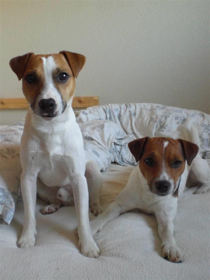 Jack russell terrier Karlsbjerggårdens Spaky - De to dejlige brødre, med Sparky til venstre billede 5