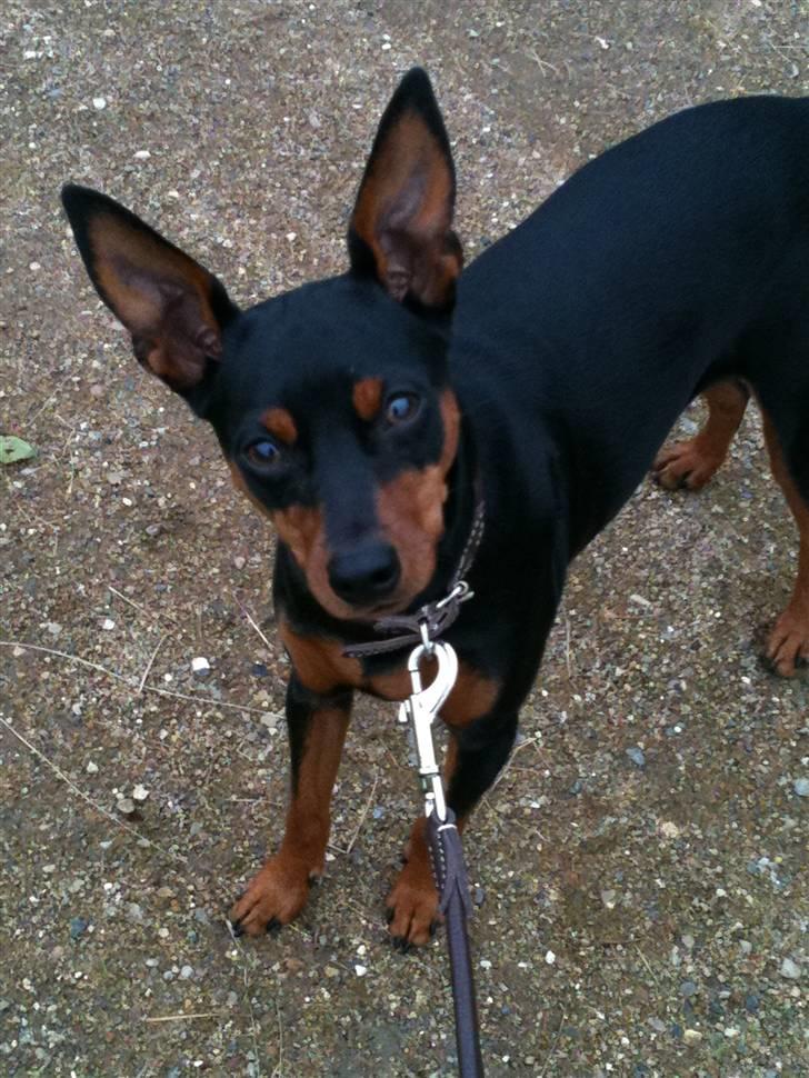 Dvaergpinscher Mille billede 2