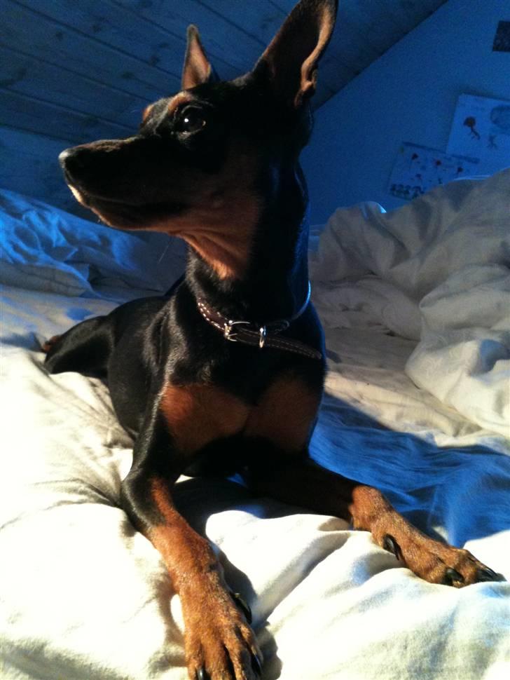 Dvaergpinscher Mille billede 3