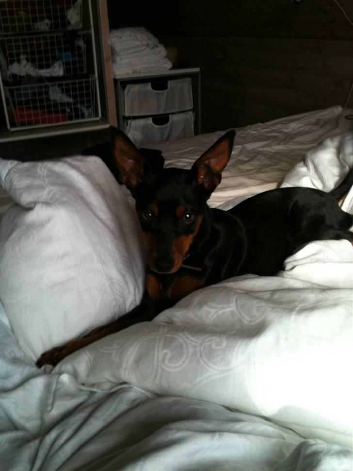 Dvaergpinscher Mille billede 4