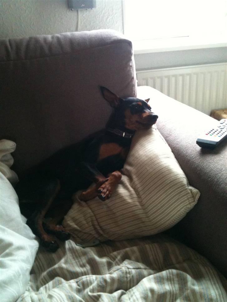 Dvaergpinscher Mille billede 5