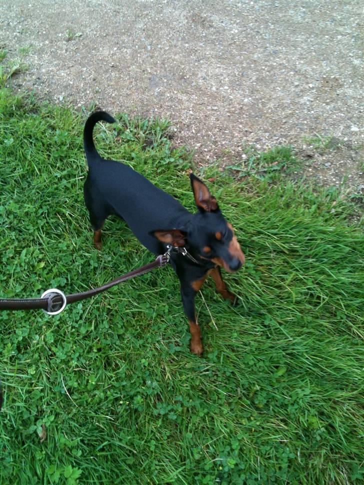 Dvaergpinscher Mille billede 6