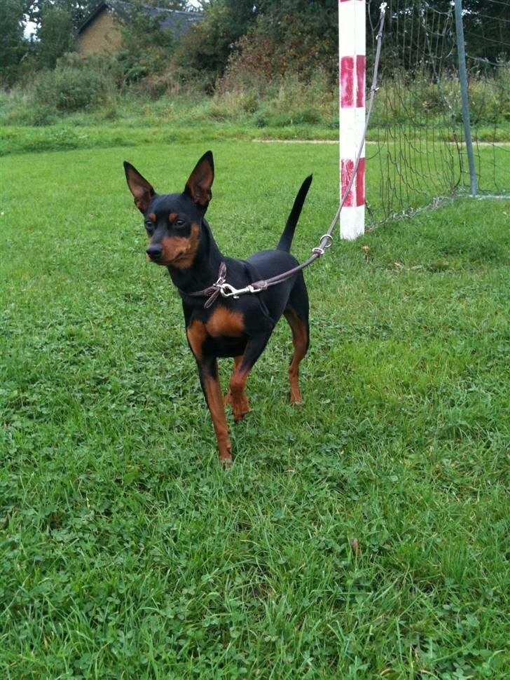 Dvaergpinscher Mille billede 7