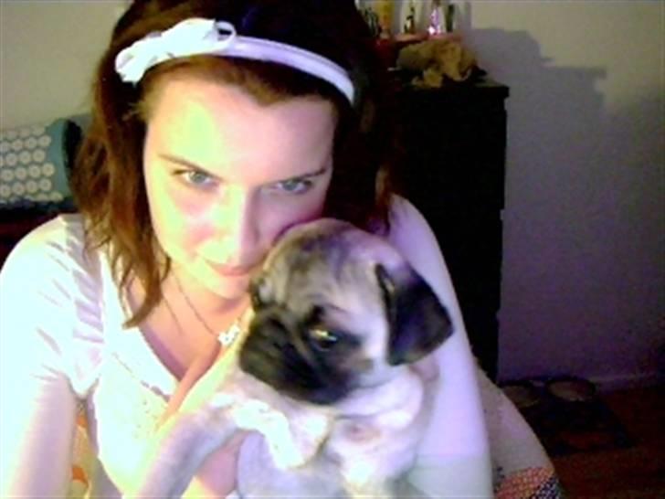 Mops Yoda billede 13