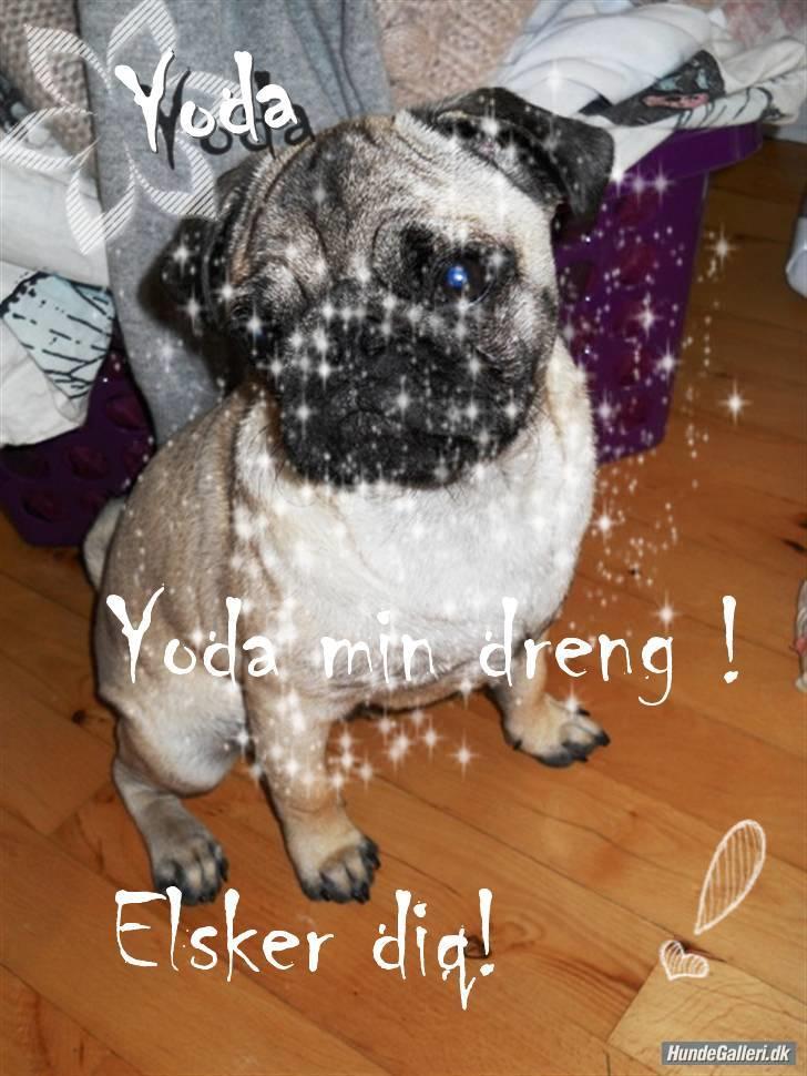 Mops Yoda billede 14