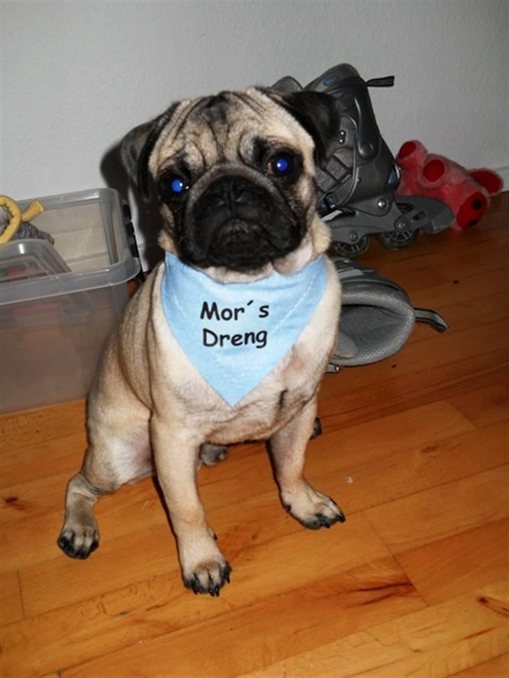 Mops Yoda billede 15