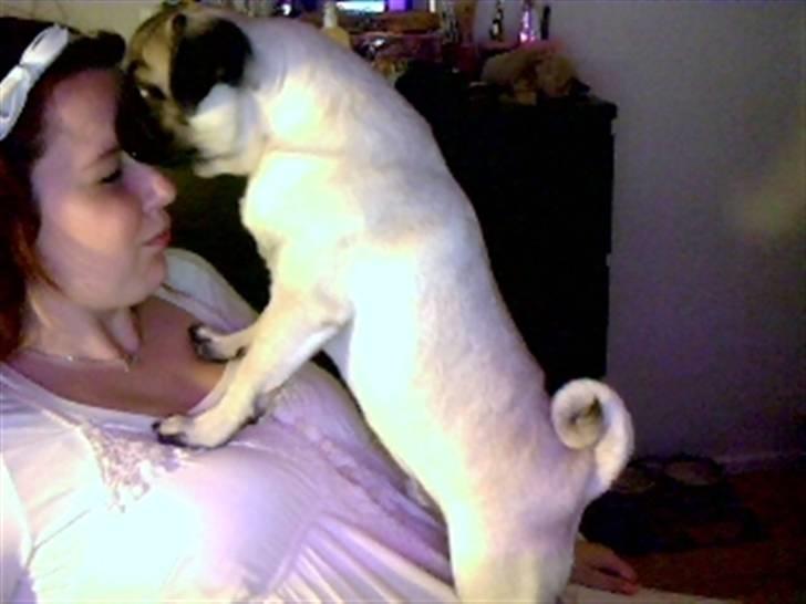 Mops Yoda billede 16