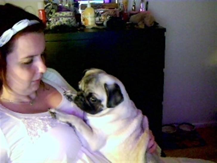 Mops Yoda billede 17