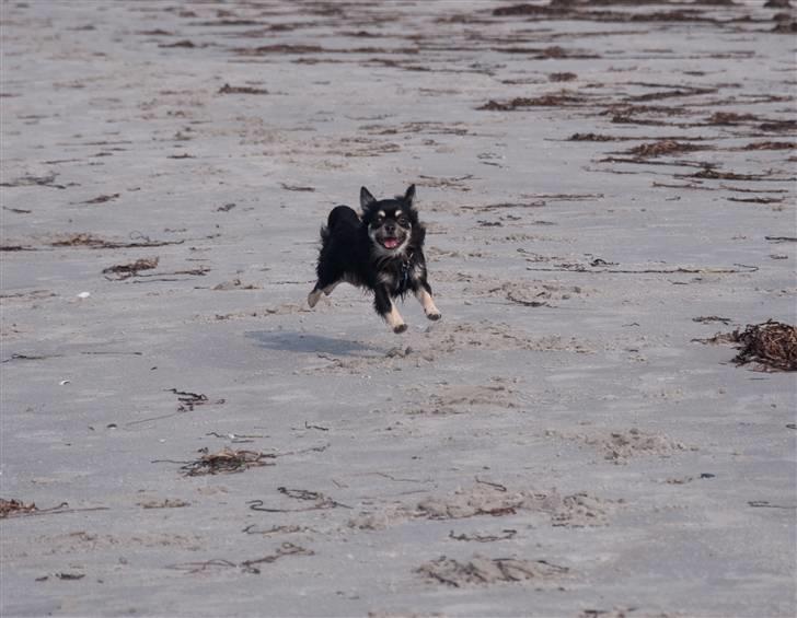 Chihuahua Dee Kay Beautiful Blackie - Jeg er bare så glad, når jeg kan løbe og lege:) billede 14