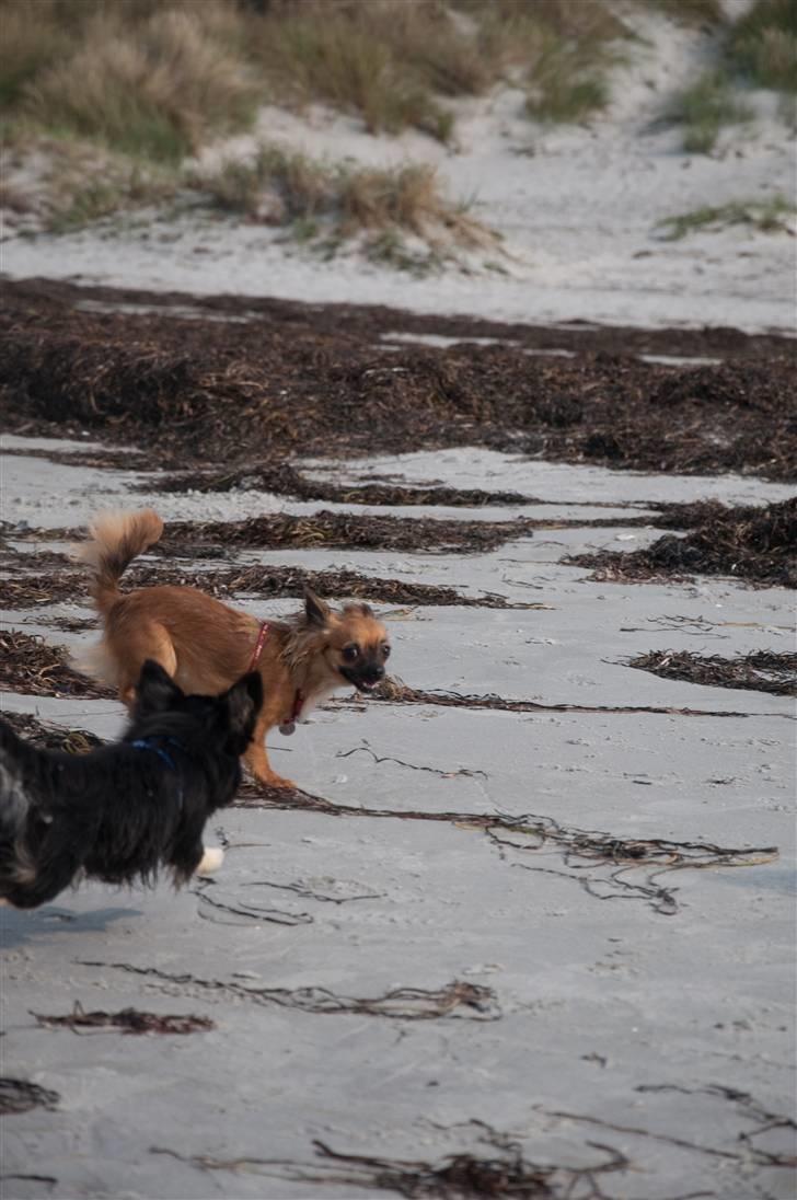 Chihuahua Signe billede 15