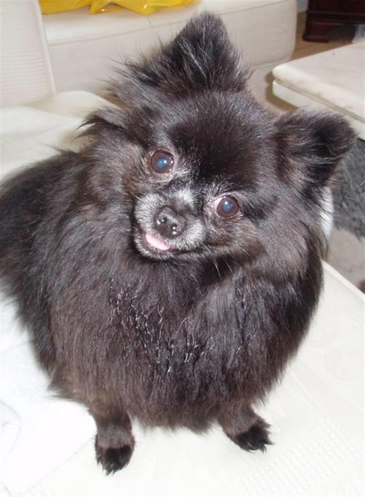 Pomeranian Nala (RIP) billede 1