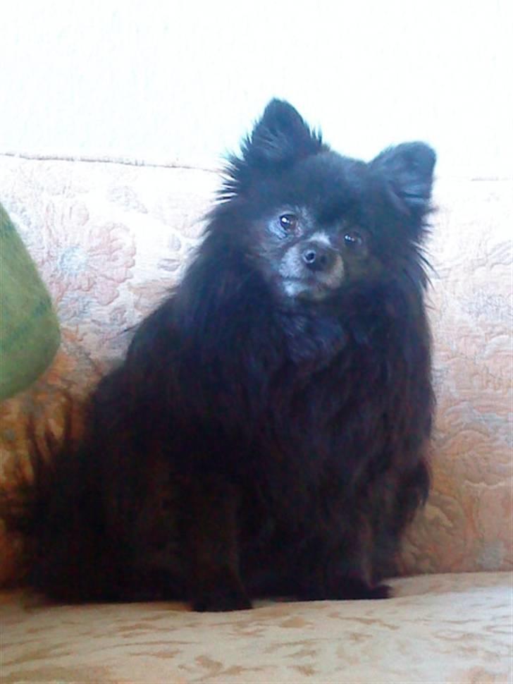 Pomeranian Nala (RIP) billede 2