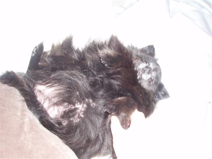 Pomeranian Nala (RIP) billede 3