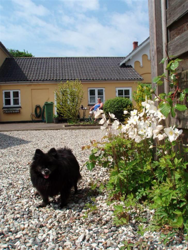 Pomeranian Nala (RIP) billede 4