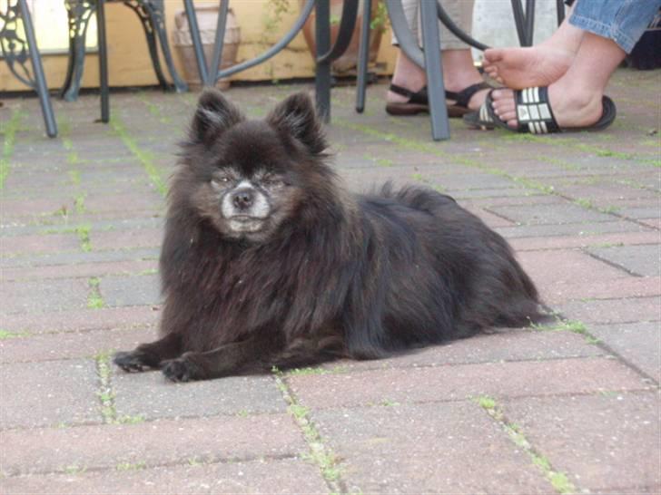 Pomeranian Nala (RIP) billede 5
