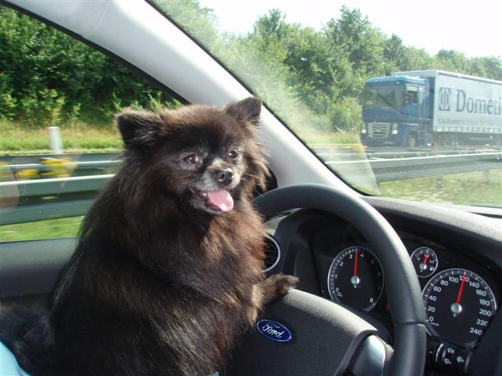 Pomeranian Nala (RIP) billede 6