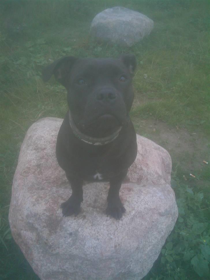 Staffordshire bull terrier Omega  billede 15